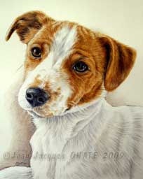 Portrait de de la Jack russell Tina